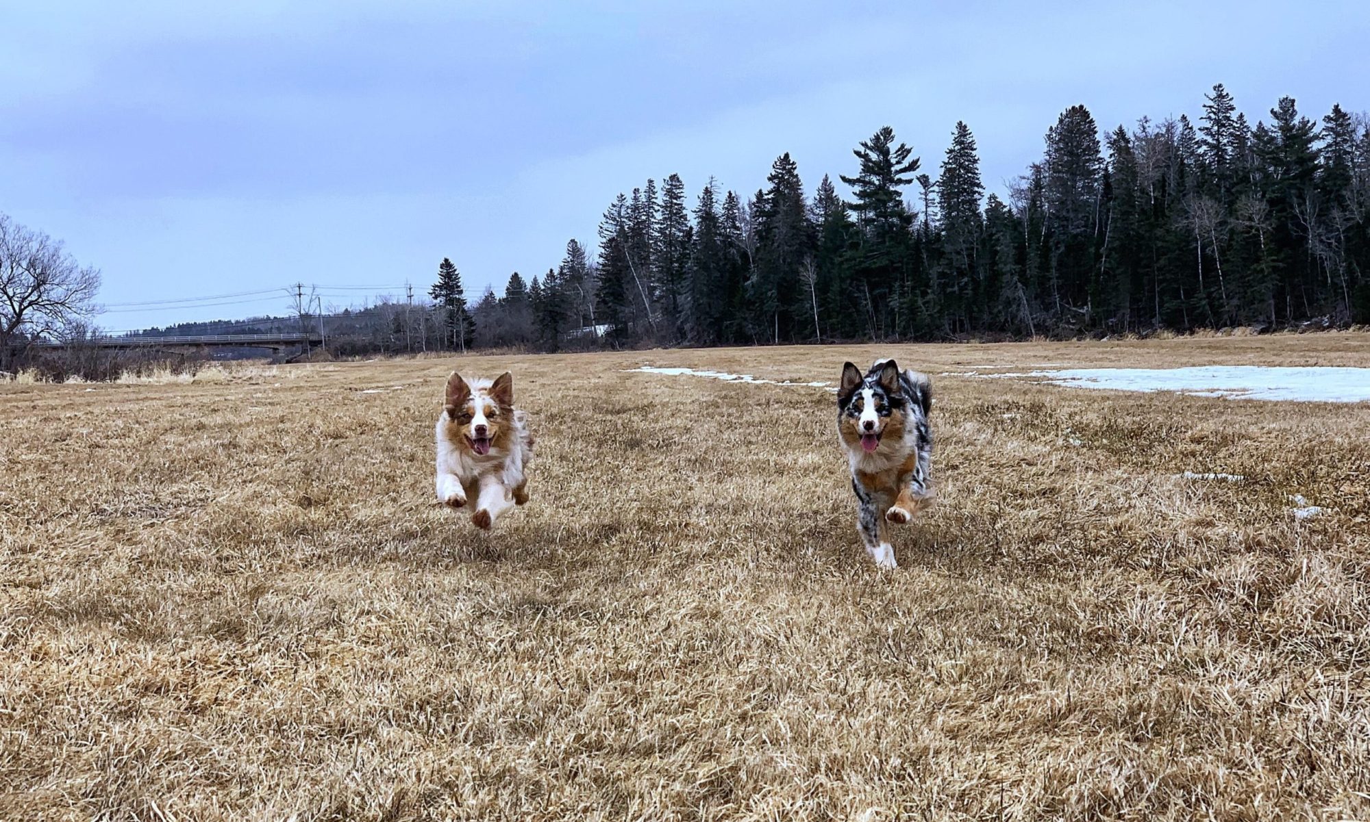 The importance of crate training! | It's all About the Barks